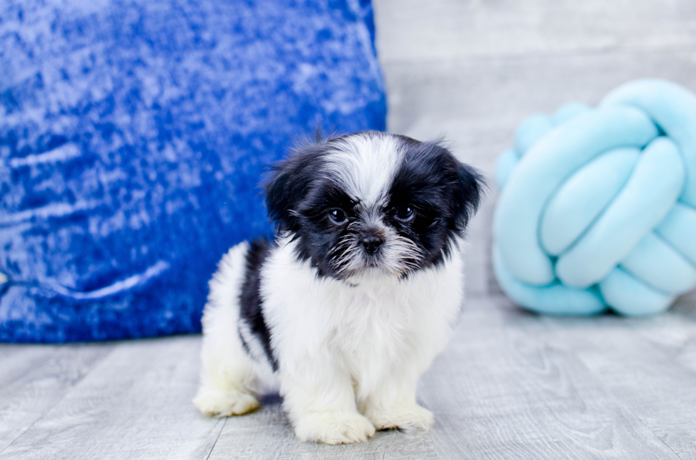 Meet Gadget - our Shih Tzu Puppy Photo 5/5 - Florida Fur Babies