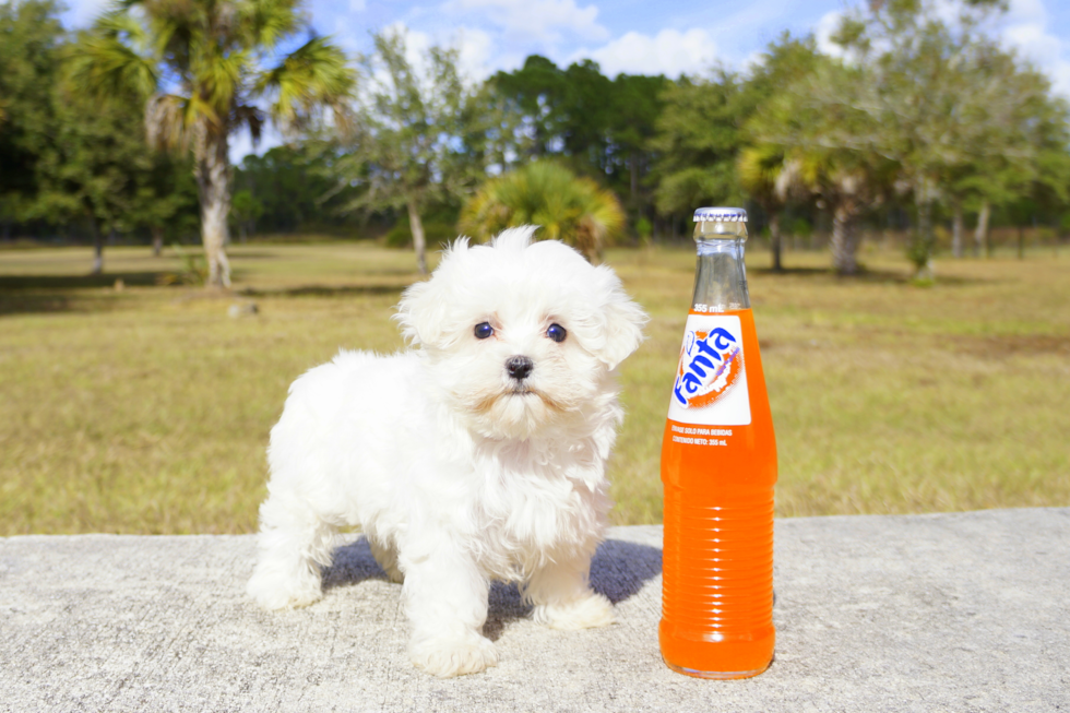 Meet Winter - our Maltese Puppy Photo 1/3 - Florida Fur Babies
