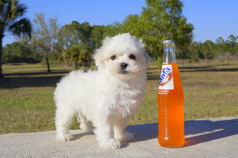 Meet Regal - our Maltese Puppy Photo 1/2 - Florida Fur Babies