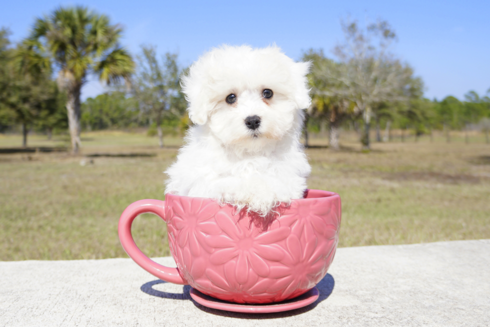 Meet Logan - our Maltipoo Puppy Photo 4/4 - Florida Fur Babies