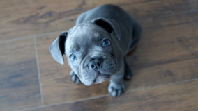 Cute French Bulldog Purebred Pup