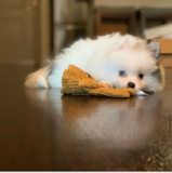 Cute Pomeranian Pup Cute Pomeranian Pup