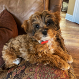 Mini Aussiedoodle Being Cute