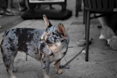 Cute Frenchie Purebred Pup