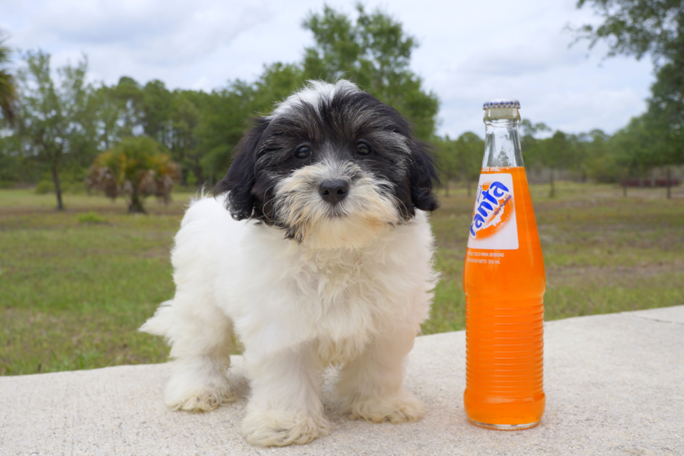 Meet Mia - our Havanese Puppy Photo 1/3 - Florida Fur Babies