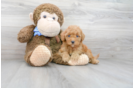 Meet Rusty - our Mini Goldendoodle Puppy Photo 1/3 - Florida Fur Babies