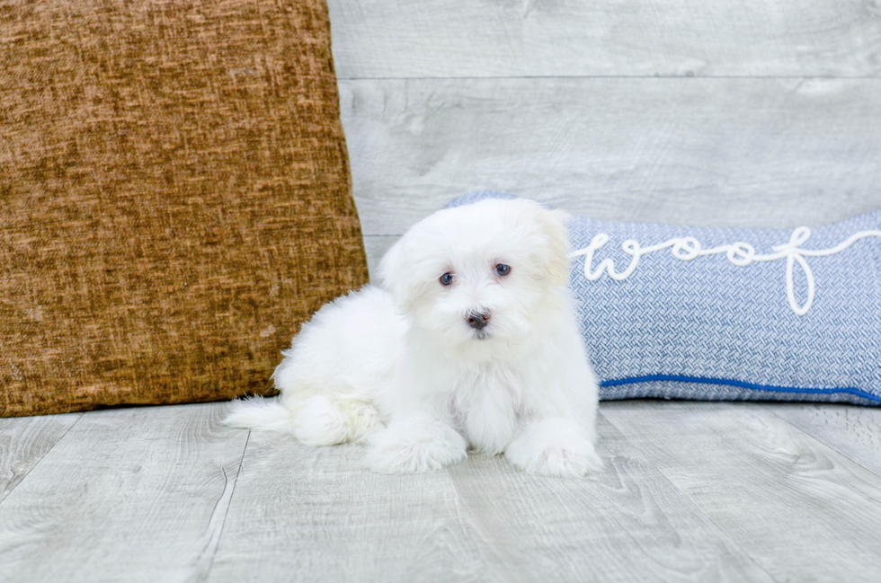 Meet Martin - our Maltese Puppy Photo 1/5 - Florida Fur Babies