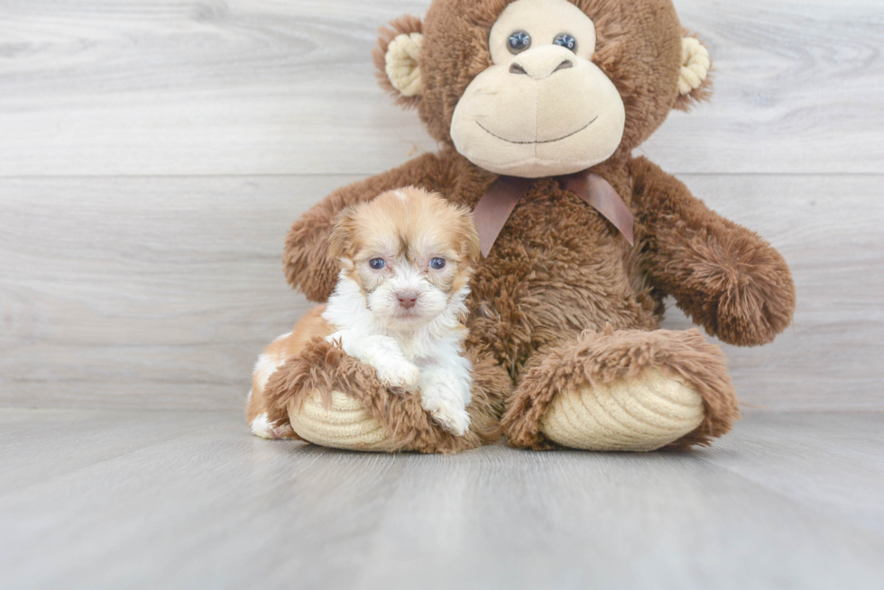 Meet Virana - our Teddy Bear Puppy Photo 2/3 - Florida Fur Babies