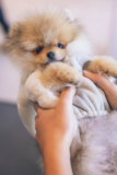 Cute Pomeranian Purebred Pup