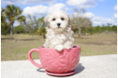 Meet John Ross - our Havanese Puppy Photo 1/3 - Florida Fur Babies