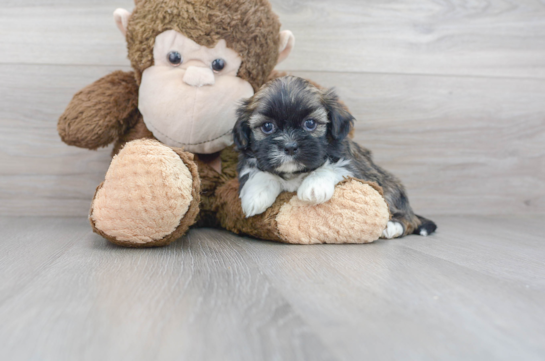 9 week old Shih Tzu Puppy For Sale - Florida Fur Babies