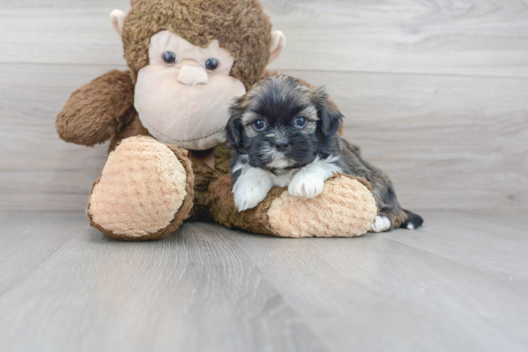 Meet Dumbledore - our Shih Tzu Puppy Photo 1/2 - Florida Fur Babies