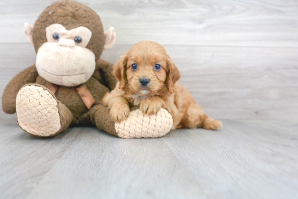 Meet Teddy - our Cavapoo Puppy Photo 1/3 - Florida Fur Babies