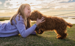 Cute Cockapoo Poodle Mix Pup