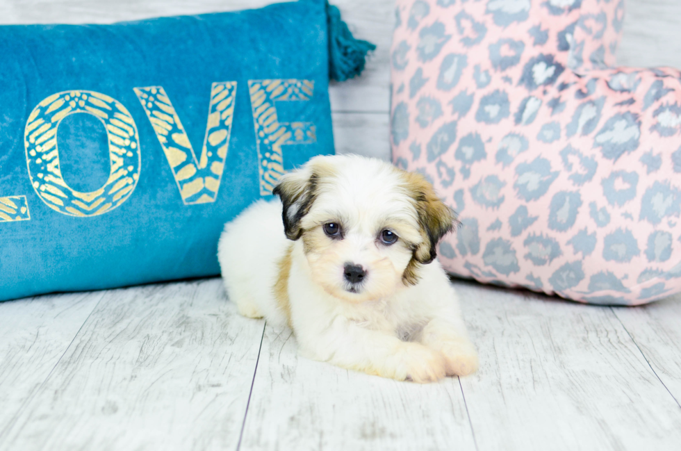 Meet  Milo - our Teddy Bear Puppy Photo 8/8 - Florida Fur Babies
