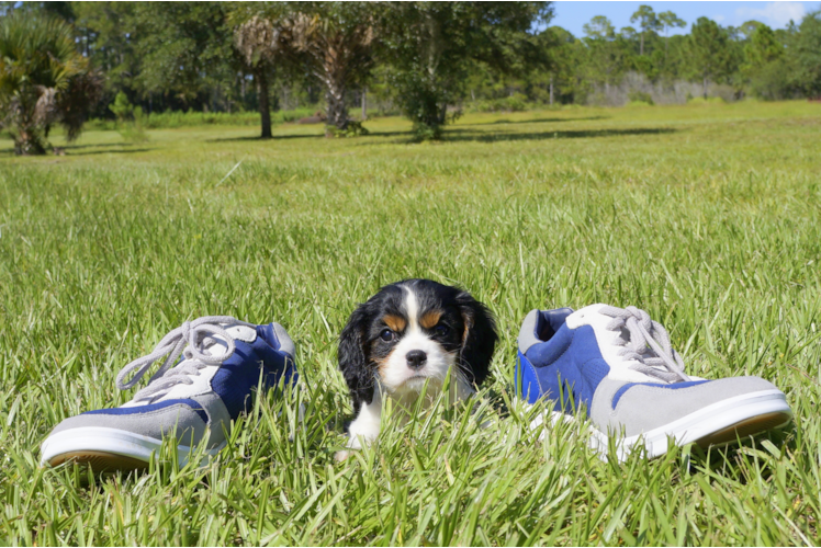Meet William - our Cavalier King Charles Spaniel Puppy Photo 1/4 - Florida Fur Babies
