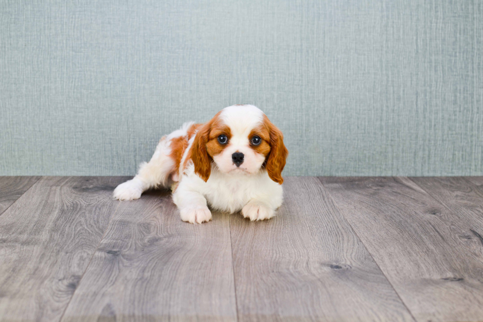 Meet Cooper - our Cavalier King Charles Spaniel Puppy Photo 4/4 - Florida Fur Babies