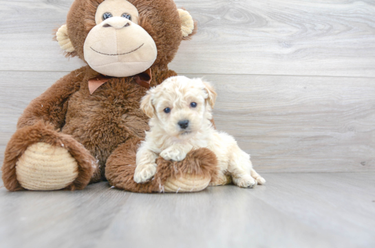19 week old Poochon Puppy For Sale - Florida Fur Babies