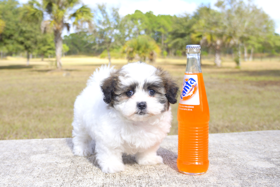 Meet Gloria - our Teddy Bear Puppy Photo 2/2 - Florida Fur Babies