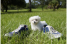 Meet  Victoria - our Maltese Puppy Photo 1/4 - Florida Fur Babies