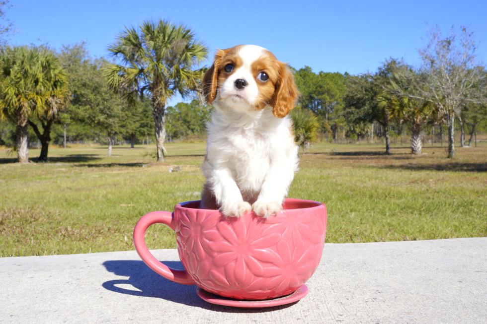 Meet Zoey - our Cavalier King Charles Spaniel Puppy Photo 3/4 - Florida Fur Babies