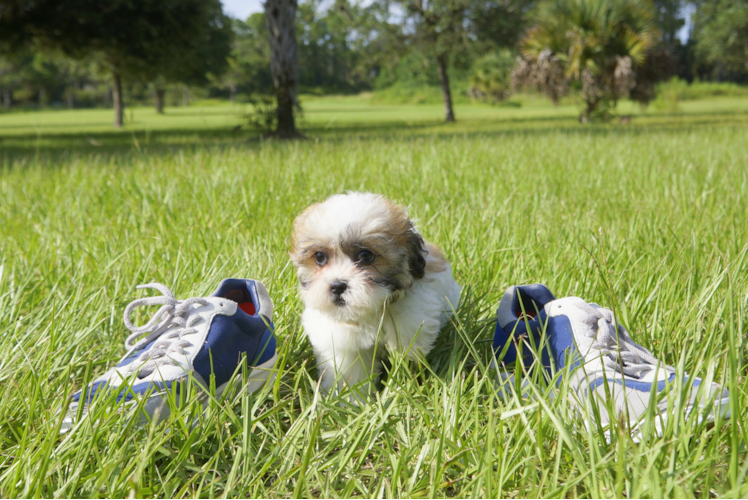 Meet Sofia - our Teddy Bear Puppy Photo 2/4 - Florida Fur Babies