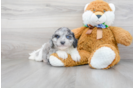 Meet Cooper - our Cavapoo Puppy Photo 1/3 - Florida Fur Babies