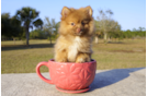 Meet Fuego - our Pomeranian Puppy Photo 1/2 - Florida Fur Babies
