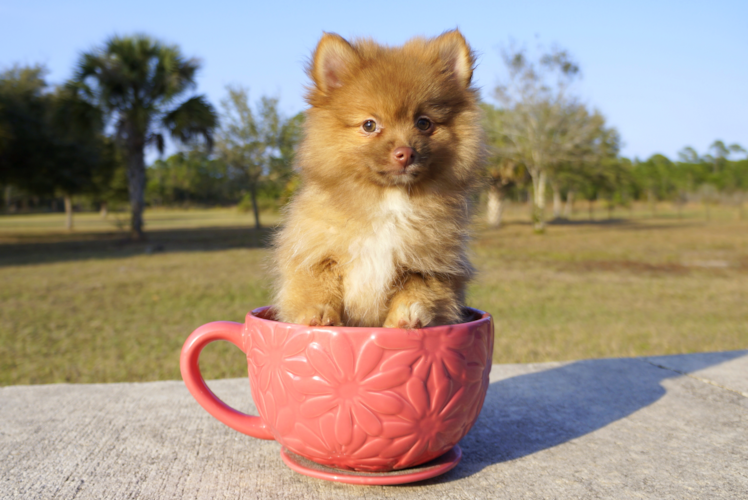 Meet Fuego - our Pomeranian Puppy Photo 1/2 - Florida Fur Babies