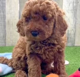 Irishdoodle Puppies For Sale - Florida Fur Babies