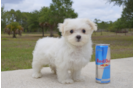 Meet Zale - our Maltese Puppy Photo 1/3 - Florida Fur Babies