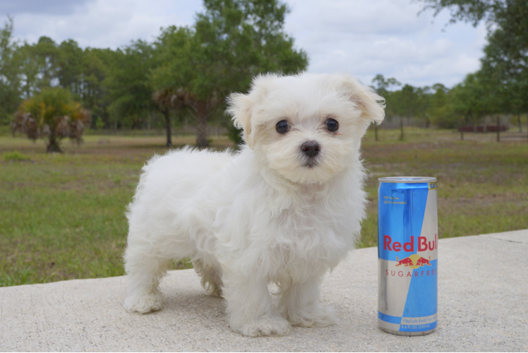 Meet Zale - our Maltese Puppy Photo 1/3 - Florida Fur Babies