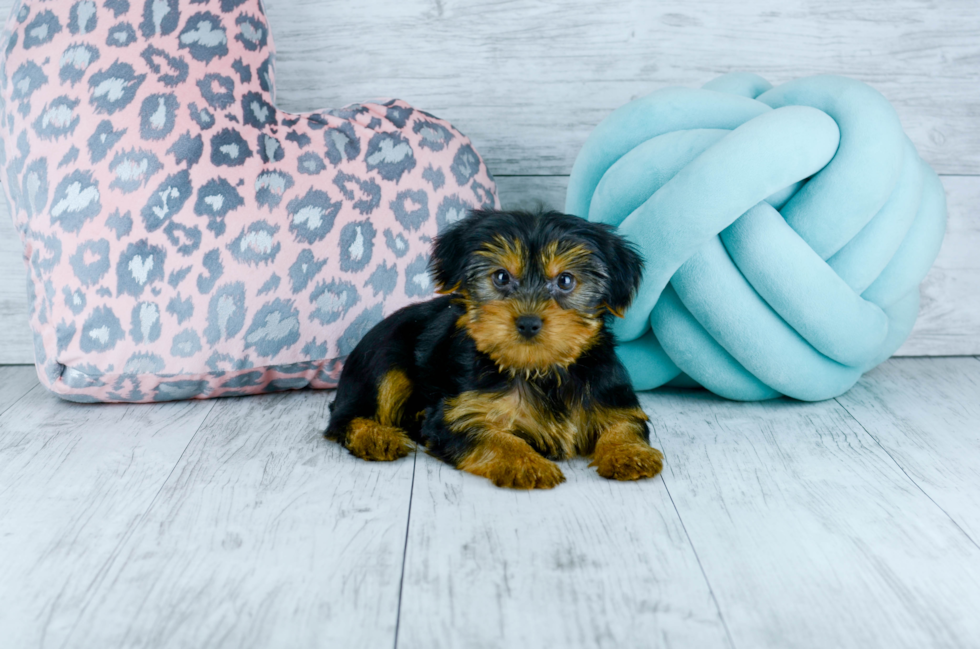 Meet  Dickens - our Yorkshire Terrier Puppy Photo 1/5 - Florida Fur Babies