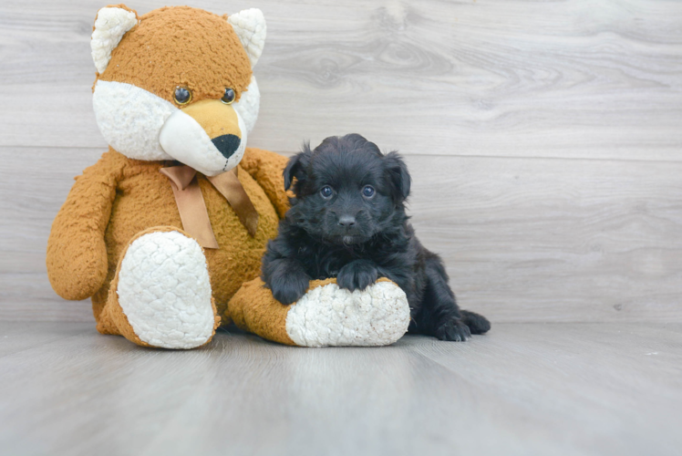 Meet Ariana - our Pomapoo Puppy Photo 1/3 - Florida Fur Babies