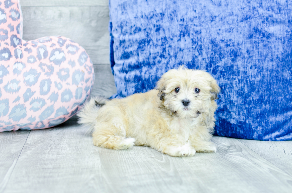 Meet  Lily - our Havanese Puppy Photo 2/4 - Florida Fur Babies