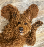 Cute Golden Retriever Poodle Mix Pup Cute Golden Retriever Poodle Mix Pup