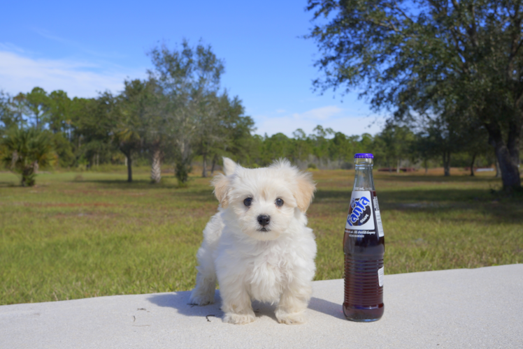Meet North - our Maltipoo Puppy Photo 2/4 - Florida Fur Babies
