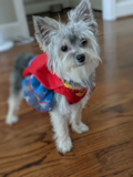 Morkie Being Cute