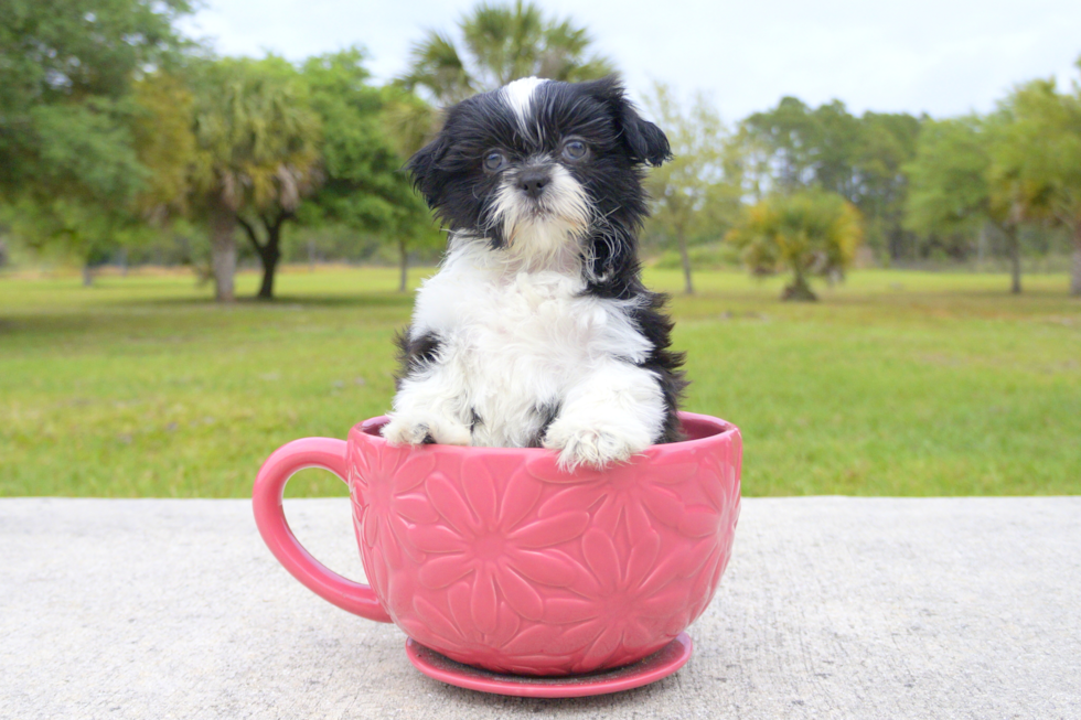 Meet Cupcake - our Teddy Bear Puppy Photo 2/2 - Florida Fur Babies