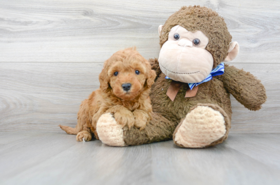 19 week old Mini Goldendoodle Puppy For Sale - Florida Fur Babies