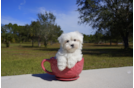 Meet  Christopher - our Maltese Puppy Photo 2/5 - Florida Fur Babies