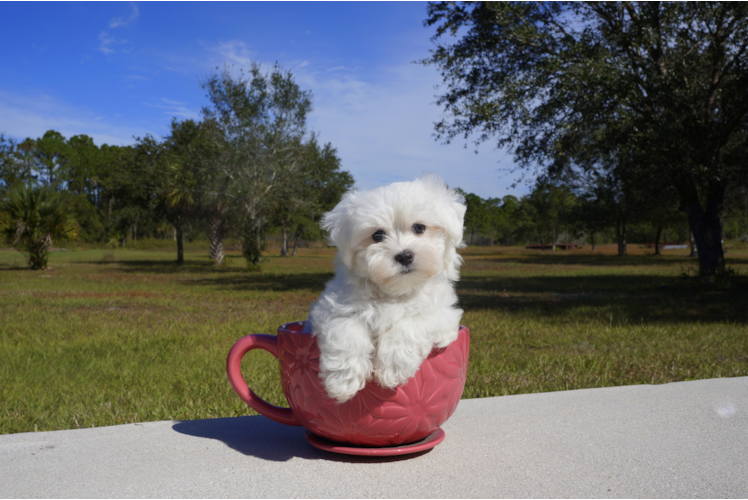 Meet  Christopher - our Maltese Puppy Photo 2/5 - Florida Fur Babies