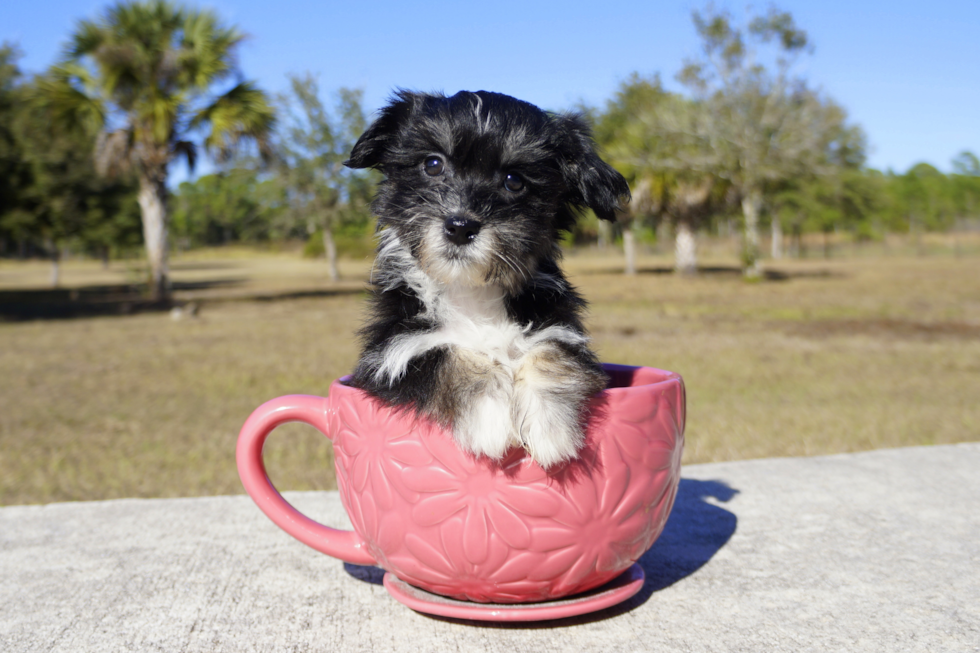 Meet Tuxedo Jack - our Havanese Puppy Photo 1/3 - Florida Fur Babies