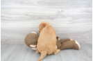 Meet Adora - our Mini Goldendoodle Puppy Photo 3/3 - Florida Fur Babies