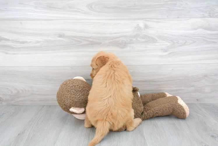 Meet Adora - our Mini Goldendoodle Puppy Photo 3/3 - Florida Fur Babies