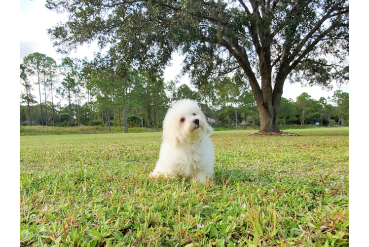 Meet Denise - our Poochon Puppy Photo 4/6 - Florida Fur Babies