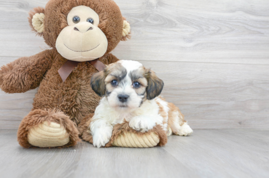 20 week old Teddy Bear Puppy For Sale - Florida Fur Babies