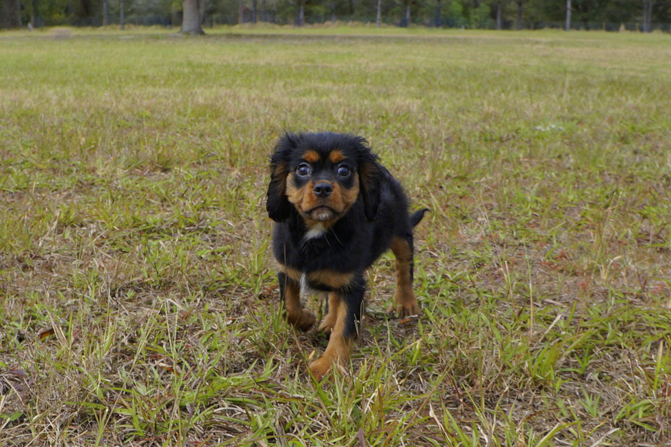 Meet Wesson - our Cavalier King Charles Spaniel Puppy Photo 5/5 - Florida Fur Babies