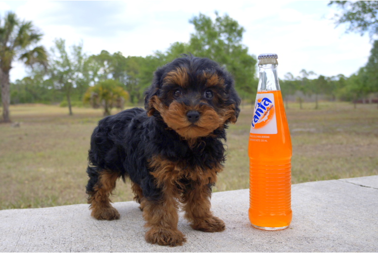 Meet Claire - our Yorkie Poo Puppy Photo 6/6 - Florida Fur Babies