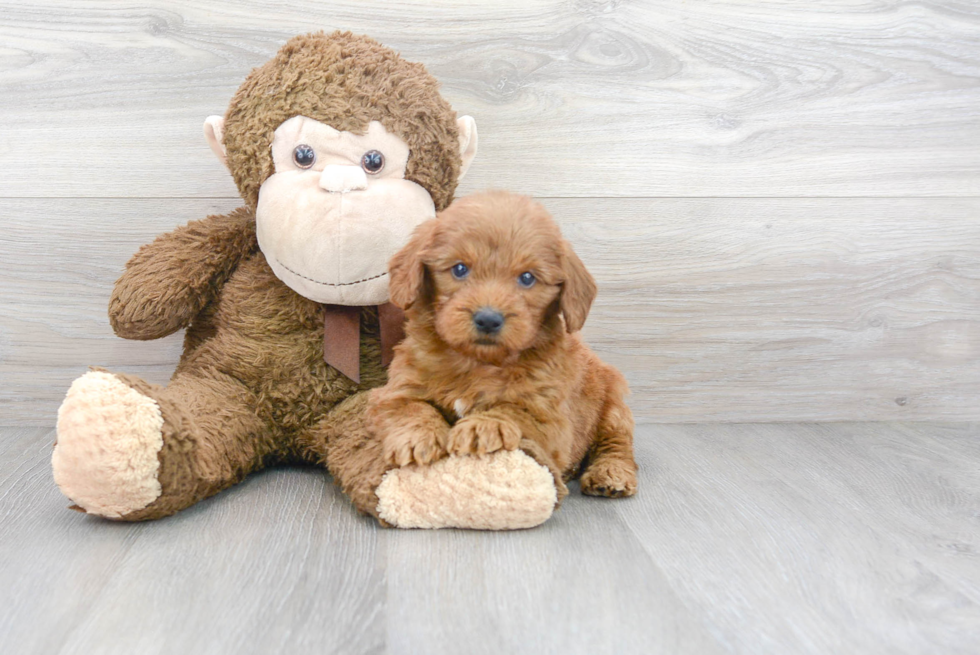 Meet Perry - our Mini Goldendoodle Puppy Photo 2/3 - Florida Fur Babies